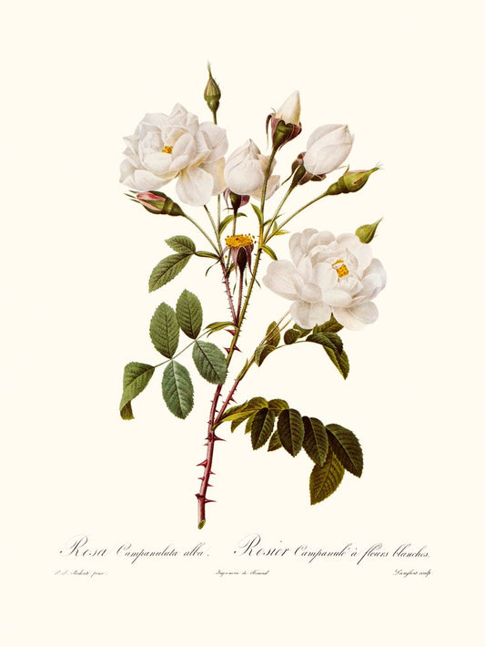 Un must have en tu biblioteca : El libro de las flores por Pierre - Joseph Redouté