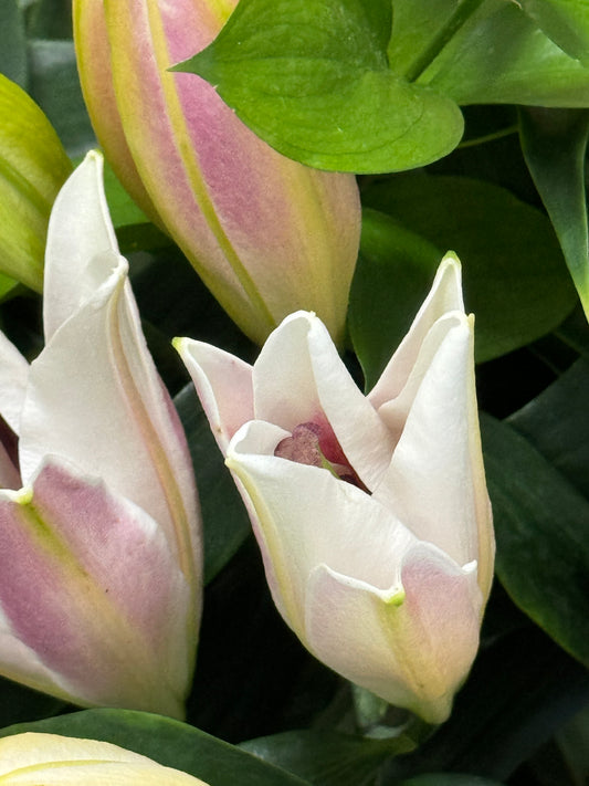 RAMO AZUCENA — flores naturales oriental blanco
